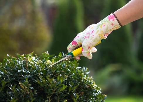 Professional lawn mowing service in Sydenham